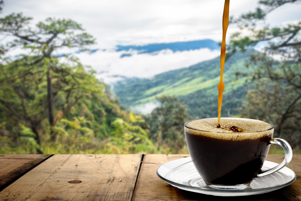 Filtros de café: tipos, similitudes y diferencias • Cafés Moreno